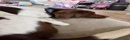Mixed Breed dogs for sale: 1 year old Labrador x spaniel x beagle - Advert 2