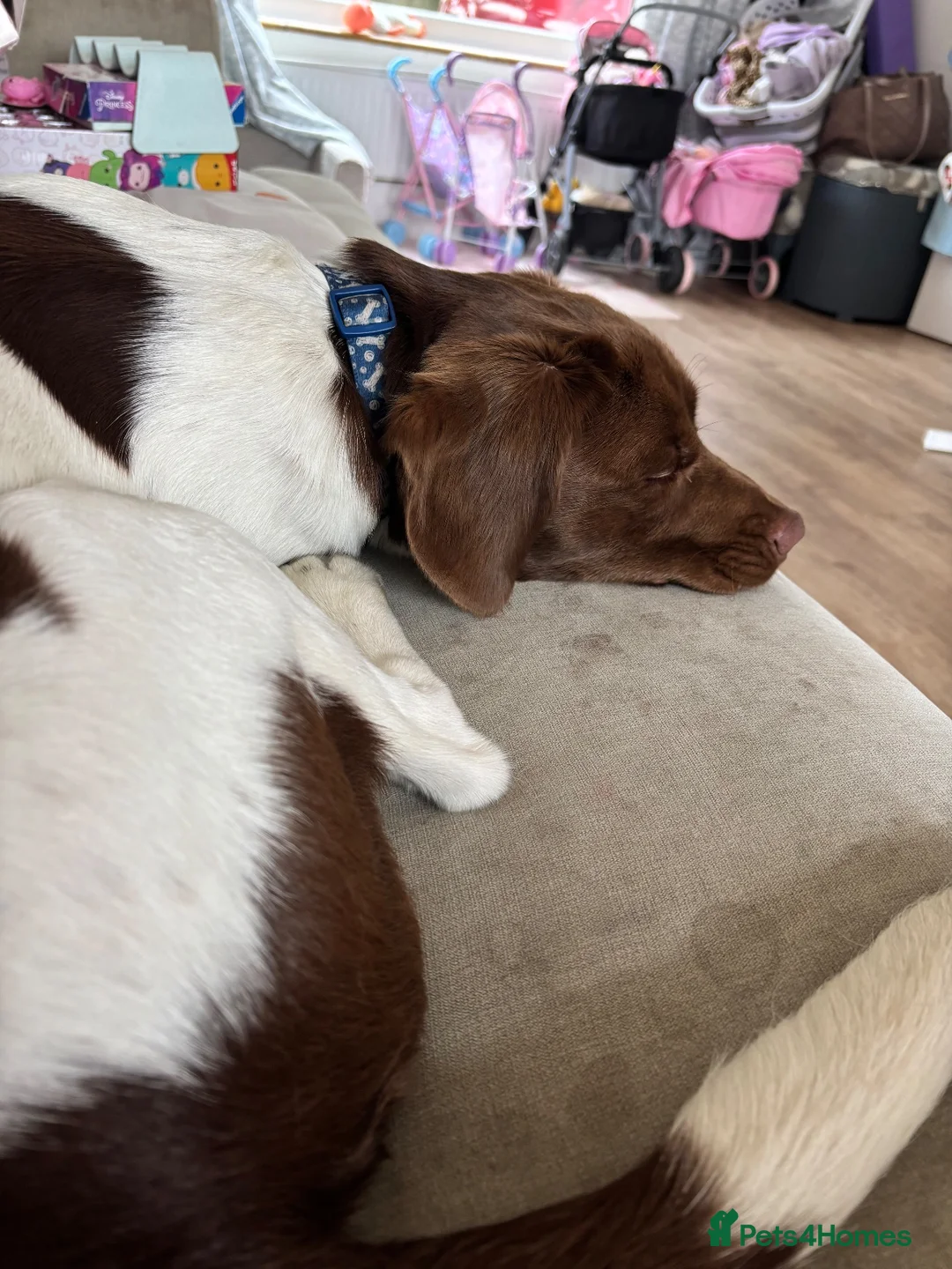 Mixed Breed dogs for sale: 1 year old Labrador x spaniel x beagle - Advert 2