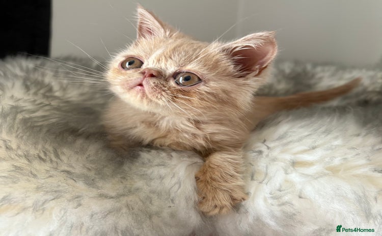 Exotic cats - Advert 2