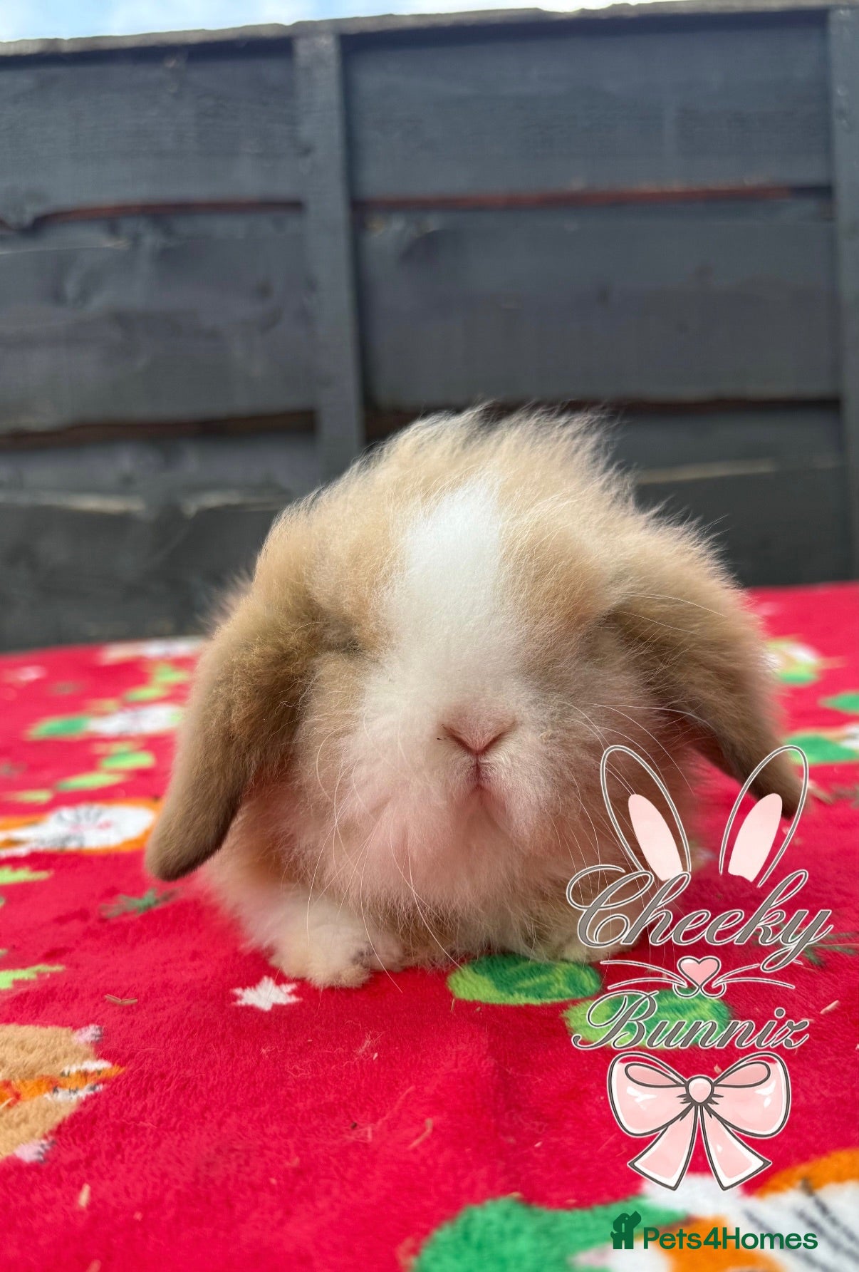 Mini Lion Lop rabbits Beautiful Mini Lion Lop Boys - Advert 7
