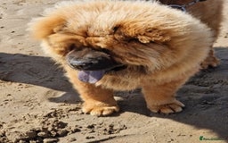 Chow Chow dogs for sale: Chow chow - Image 2