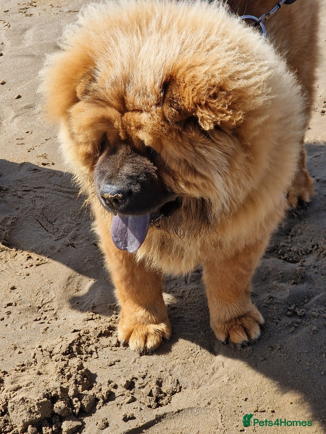 Chow Chow dogs for sale: Chow chow - Image 2