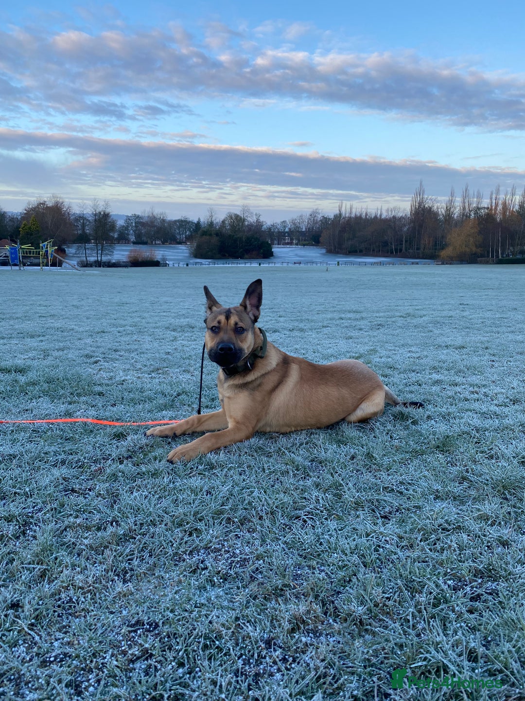 Mixed Breed dogs for sale: 7 Month Old Bullherder Puppy for rehome - Advert 3