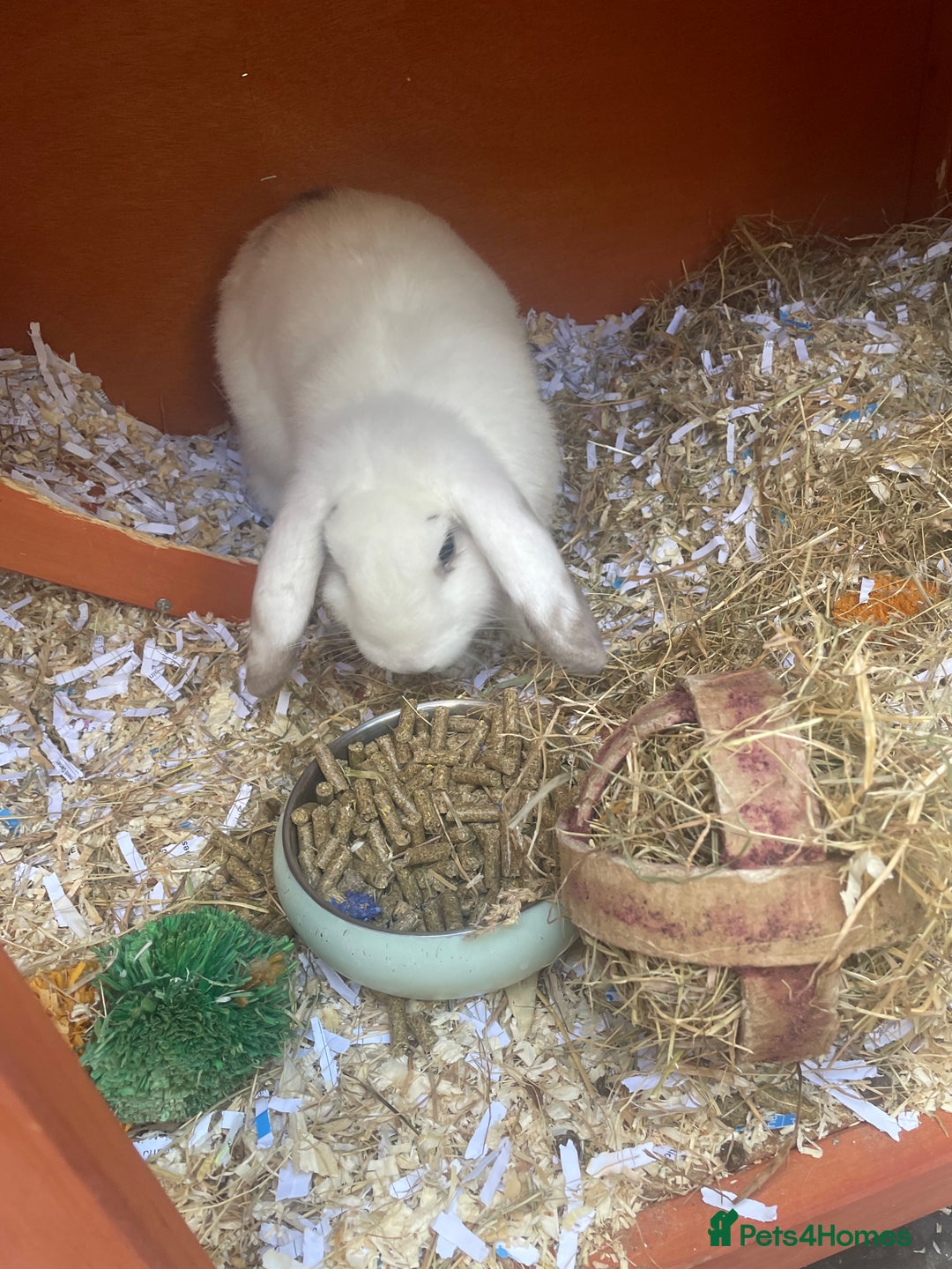 English Lop rabbits for sale:  rabbit plus hutch - Image 7