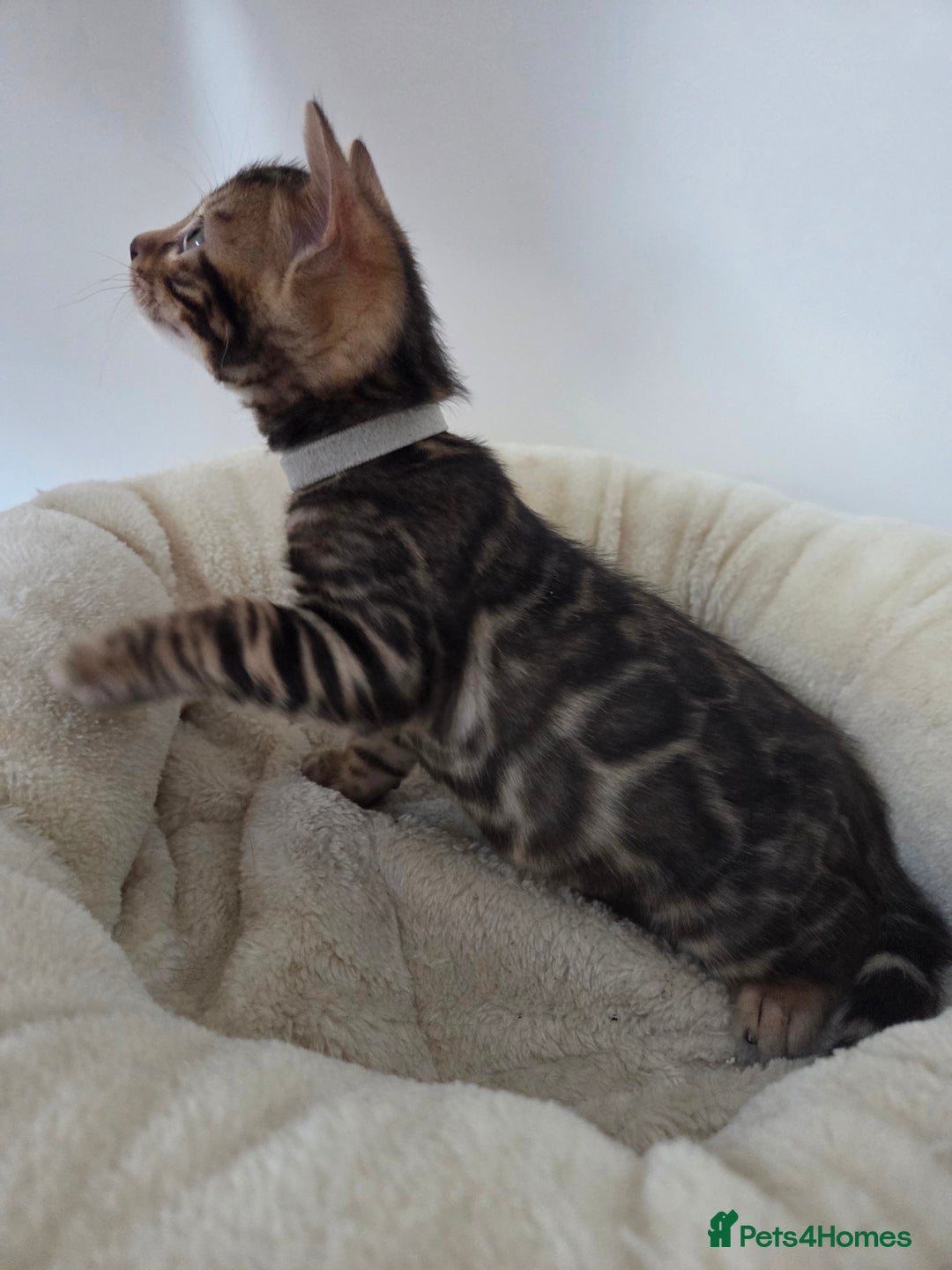 Bengal cats for sale: Tica register Bengal Kittens 😸  - Advert 11