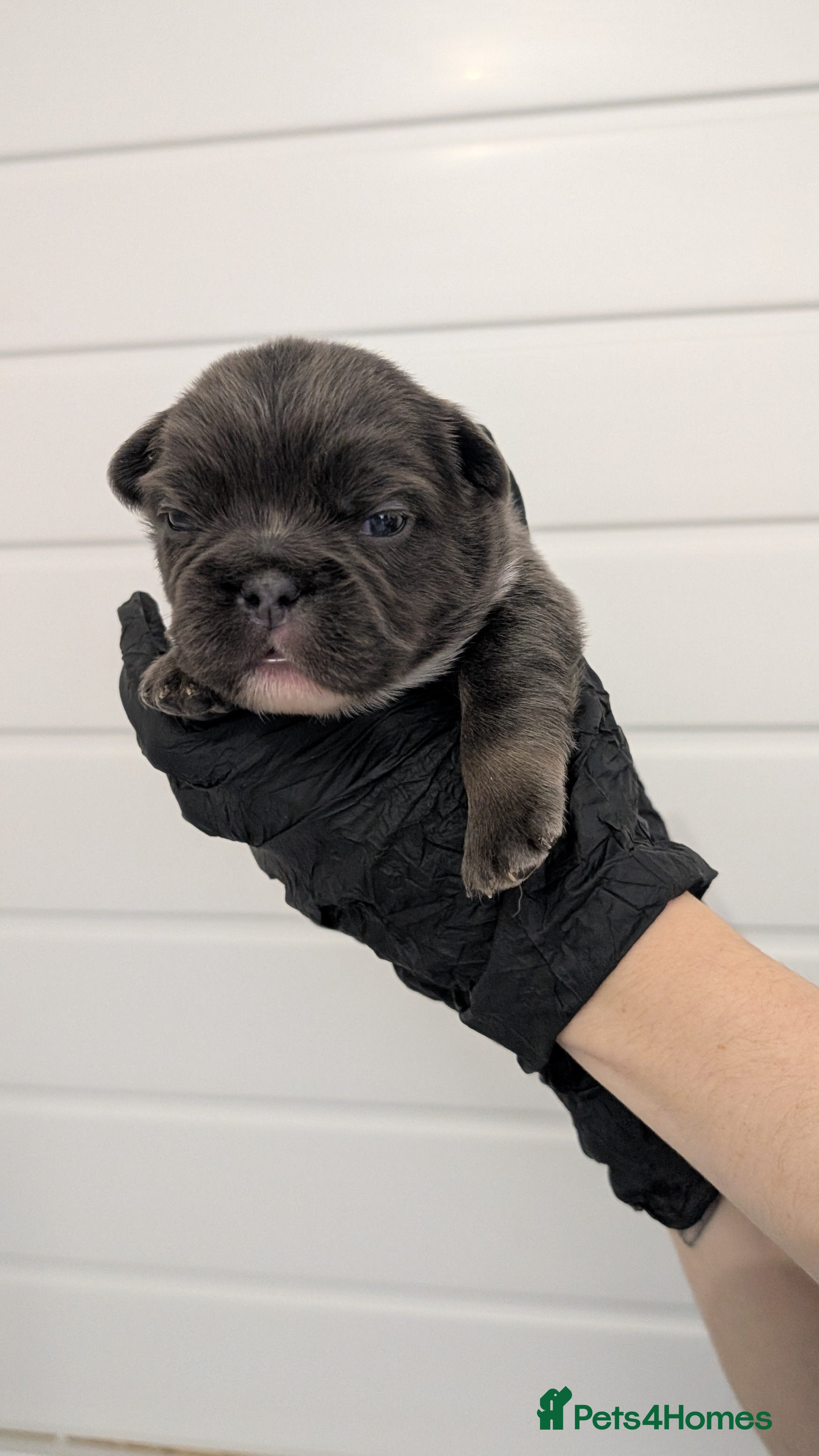 French Bulldog dogs Fluffy husky koi tri Frenchie pups  - Advert 2