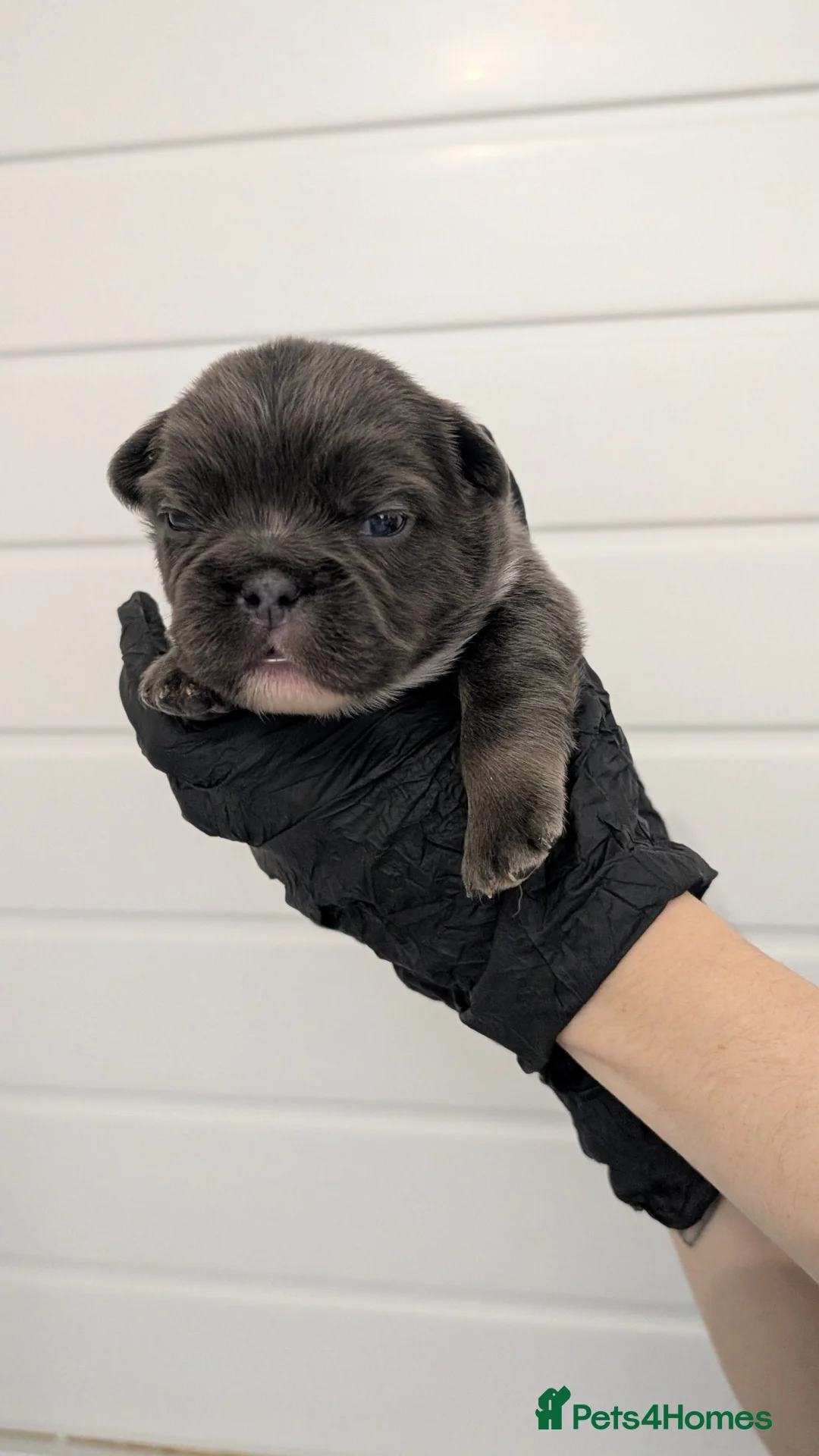 French Bulldog dogs for sale: Fluffy husky koi tri Frenchie pups  - Advert 2