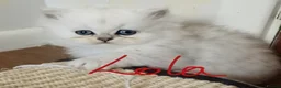 Persian cats for sale: Stunning Persian Kittens  - Advert 9