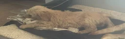 Mini Goldendoodle dogs for sale: Health-Tested Family Happy Sociable Goldendoodles - Advert 15