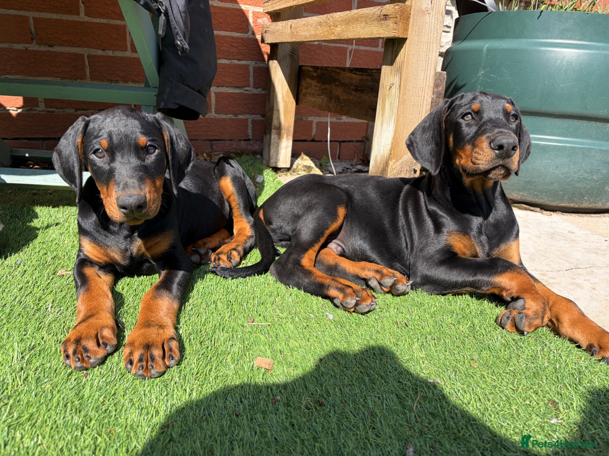 Dobermann dogs Doberman pups with KC parents  - Advert 18