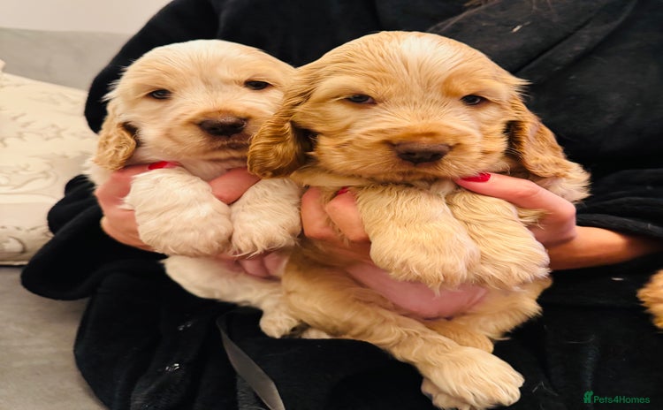 Cocker Spaniel dogs - Advert 2
