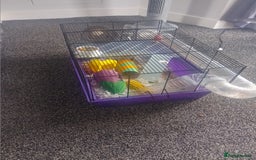 Hamster rodents for sale: 2 Roborovski Hamsters 1 Dwarf  - Image 5