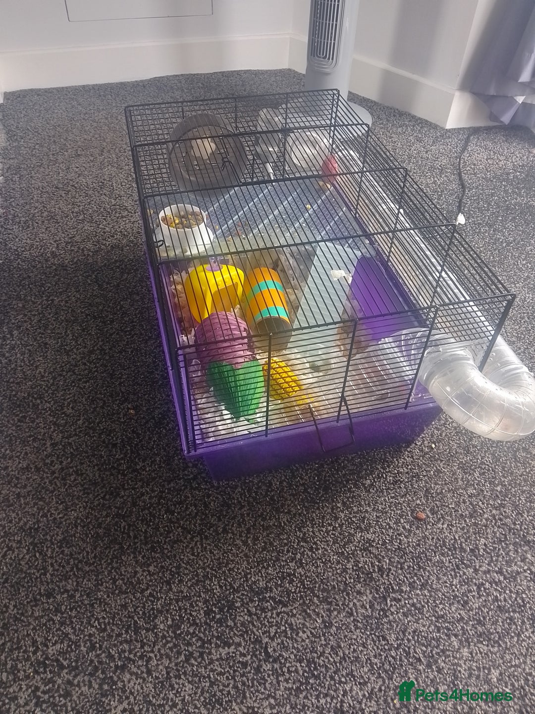 Hamster rodents for sale: 2 Roborovski Hamsters 1 Dwarf  - Image 5