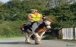Irish Cob horses for sale: 5 yo skewbald cob 13.3 hh  - Image 11