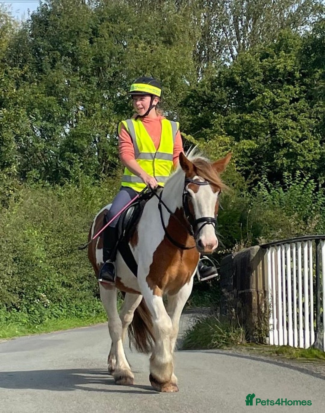 Irish Cob horses for sale: 5 yo skewbald cob 13.3 hh  - Image 11