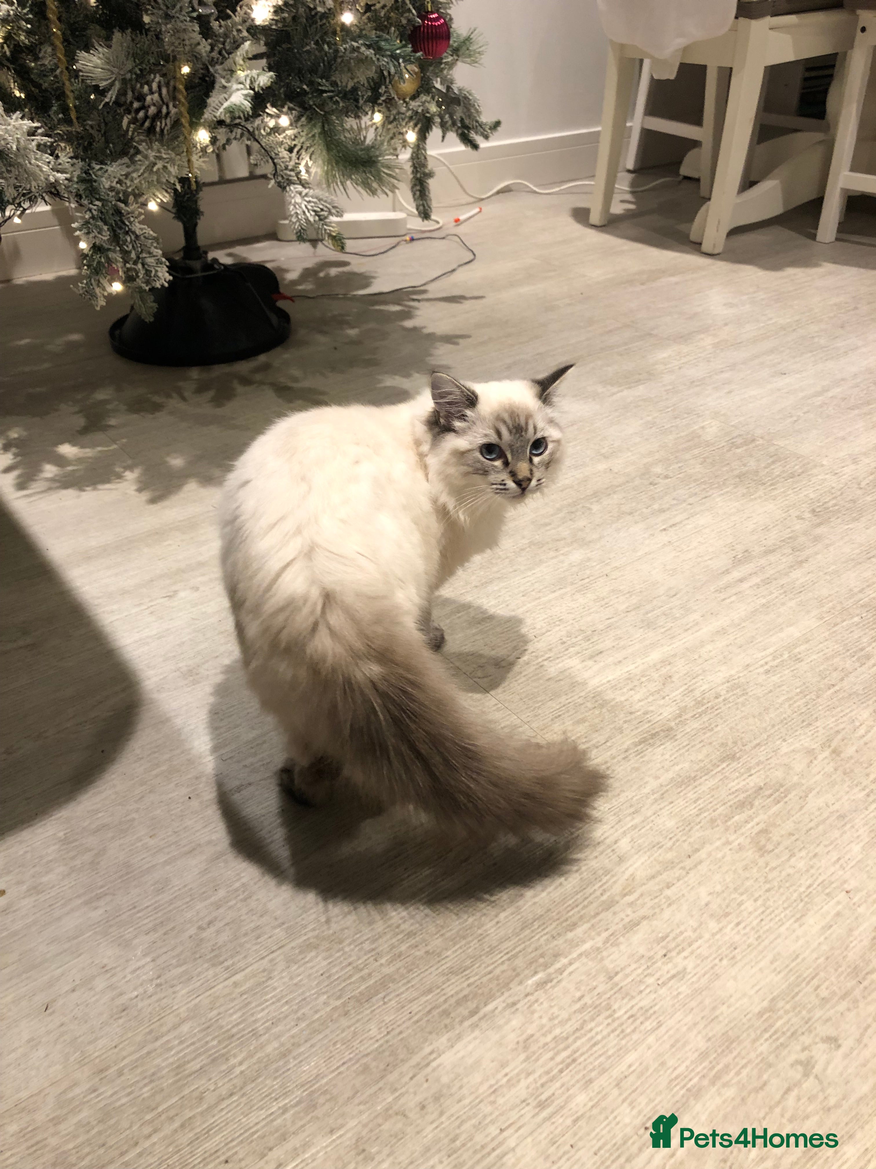 Ragdoll cats Male Ragdoll  - Advert 3