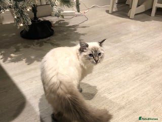 Ragdoll cats Male Ragdoll - Advert 4