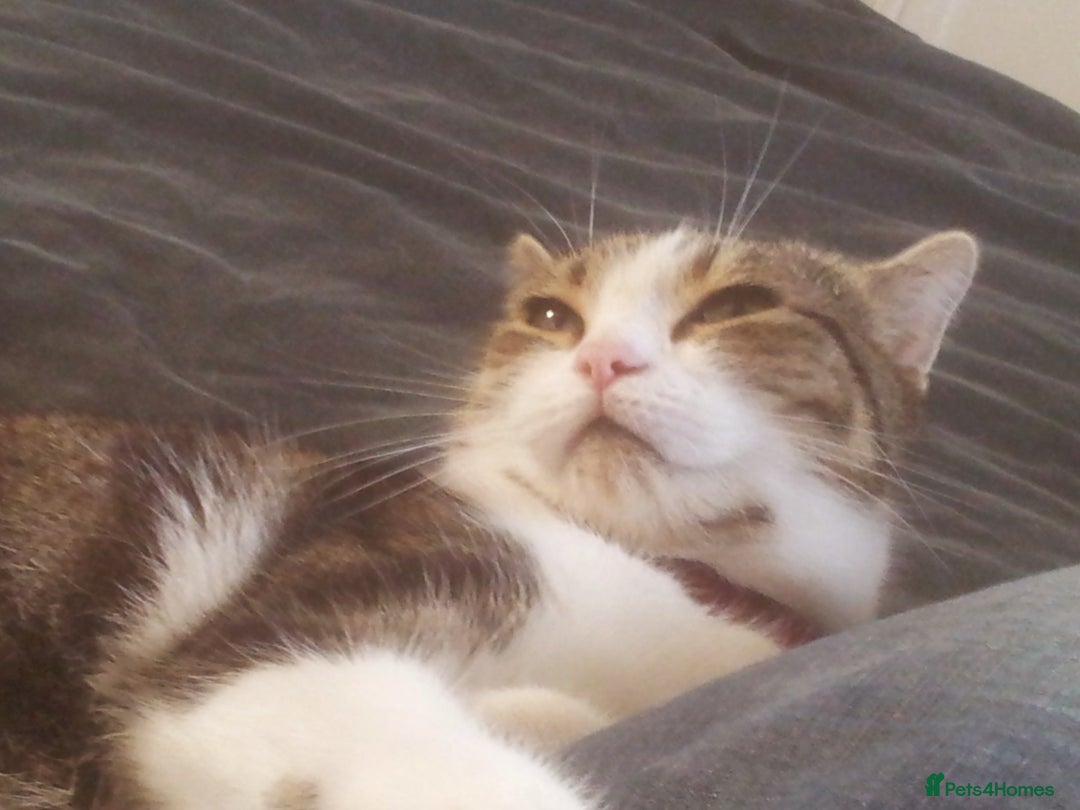 Mixed Breed cats for sale: Free 18 weeks 2 kittens free  - Image 5