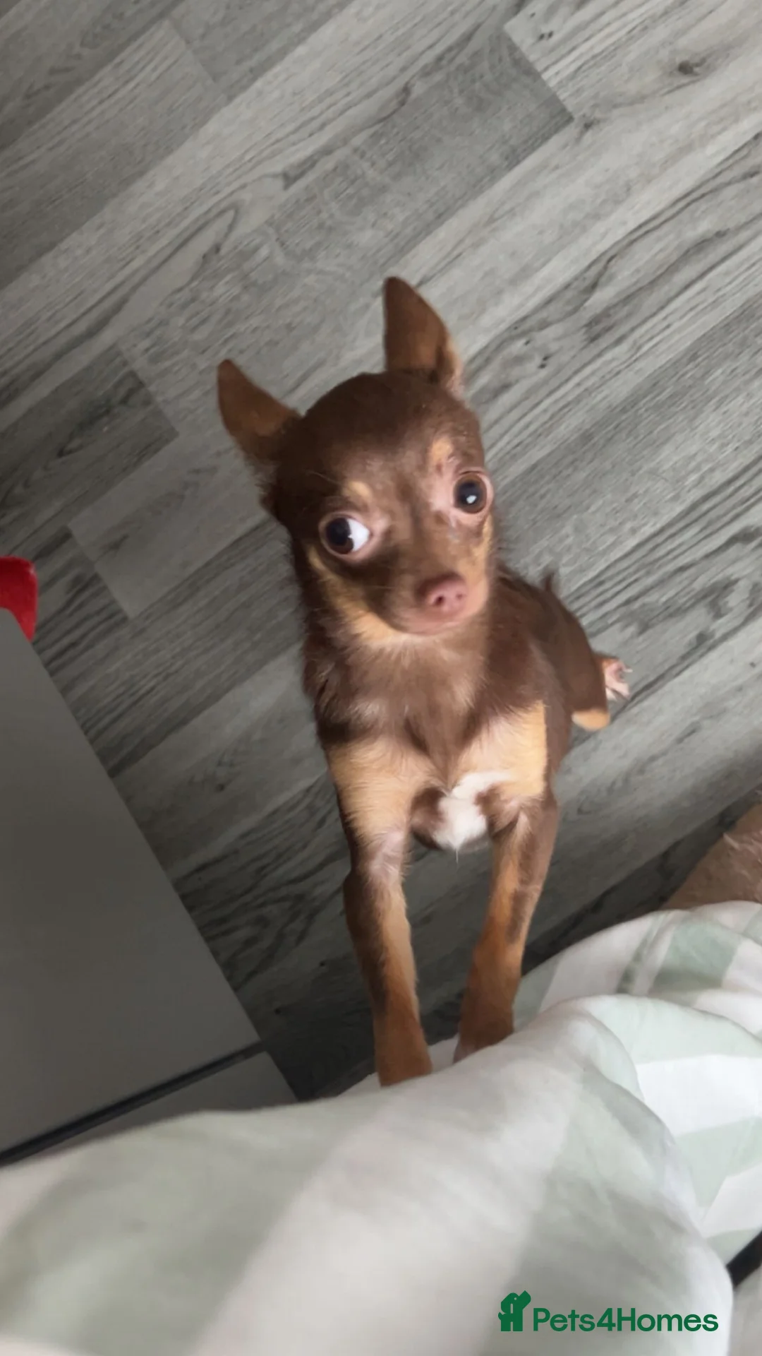 Chihuahua dogs for sale: Chihuahua Girl  - Advert 2