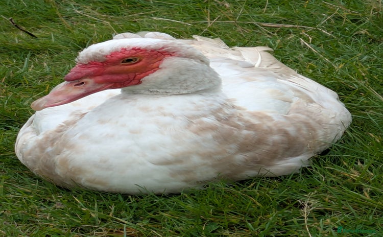Ducks poultry - Advert 8