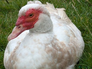 Ducks poultry - Advert 8