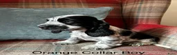 Cocker Spaniel dogs for sale: KC reg, health tested, show type cocker spaniels  - Advert 8
