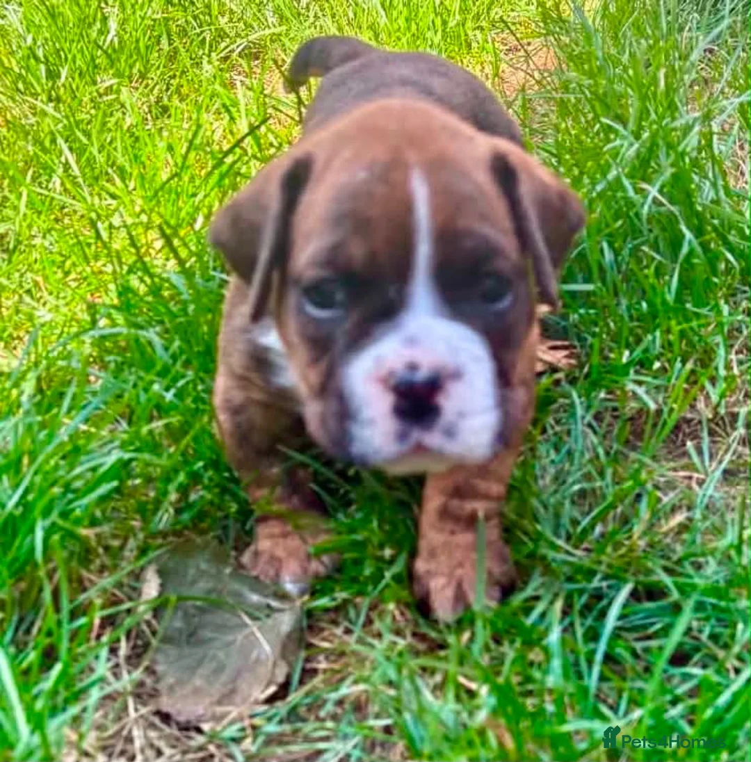 Mixed Breed dogs for sale: Boxer x old tyme bulldog  in Callington - Advert 2