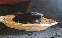 Cocker Spaniel dogs for sale: Working type cocker spaniel puppies  - Advert 7