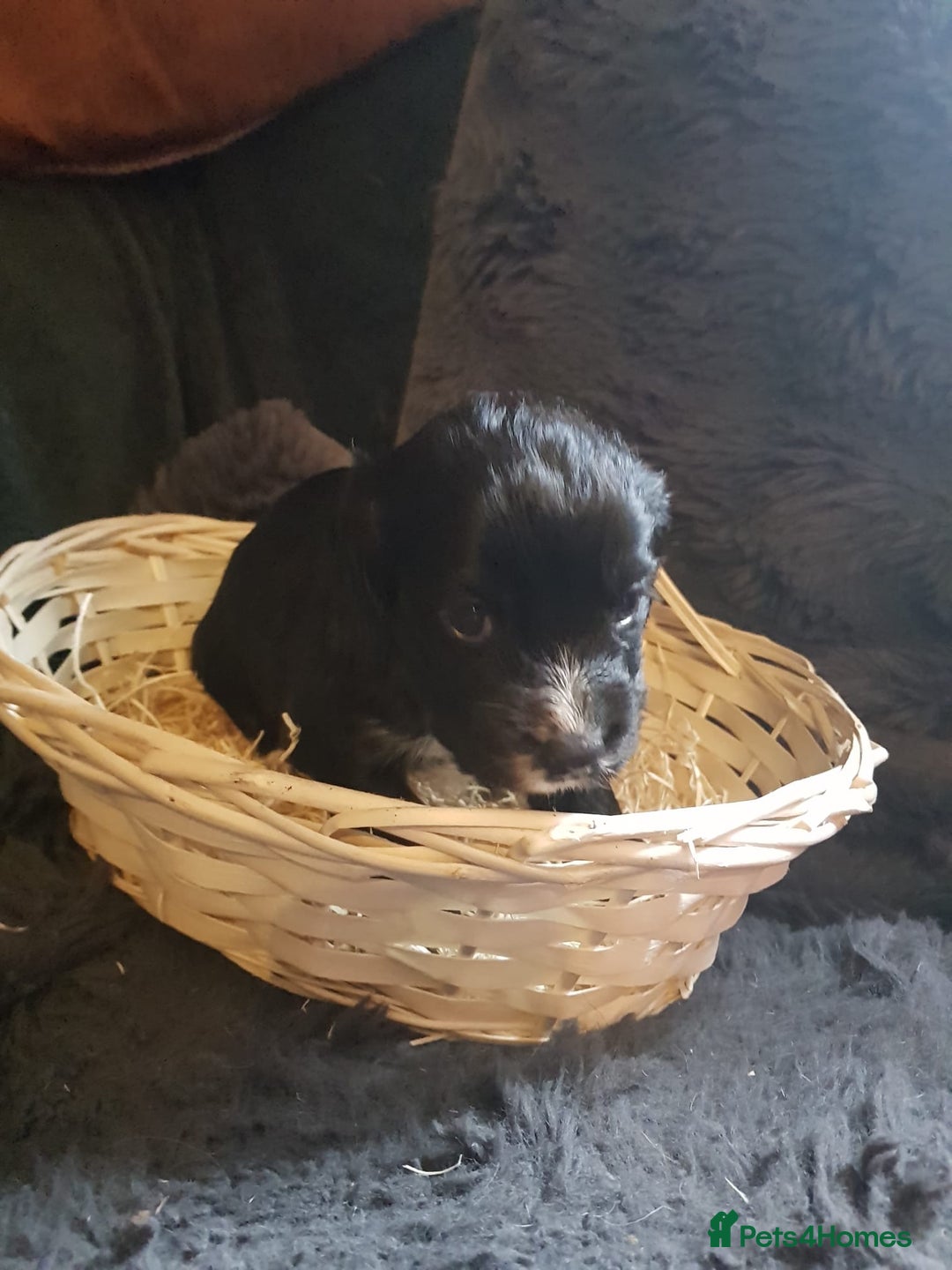 Cocker Spaniel dogs for sale: Working type cocker spaniel puppies  - Advert 7