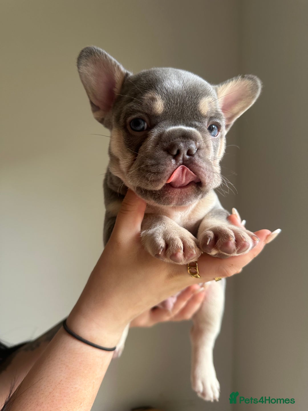 French Bulldog dogs for stud: Proven lilac & tan boy carrying cream & testable - Image 12