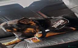 German Shepherd dogs for sale: German Shepherd female for sale - Image 4