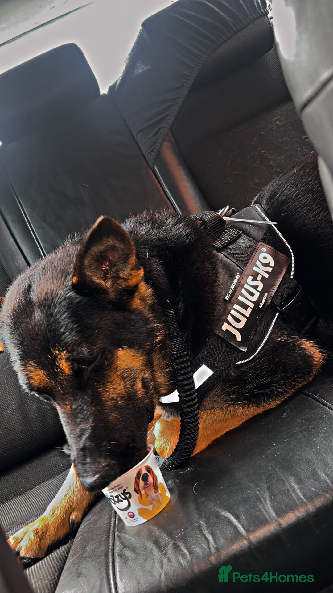German Shepherd dogs for sale: German Shepherd female for sale - Image 4