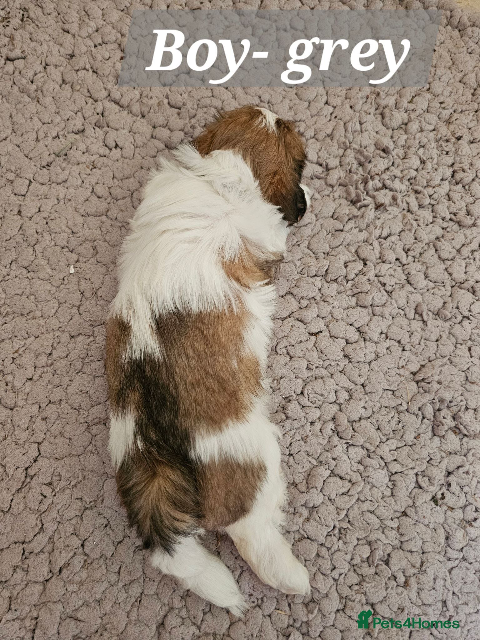 Lhasa Apso dogs Beautiful Lhasa Apso Puppy Boy - Advert 1