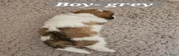 Lhasa Apso dogs for sale: Beautiful Lhasa Apso Puppies - 2 Girls and 3 Boys - Advert 9