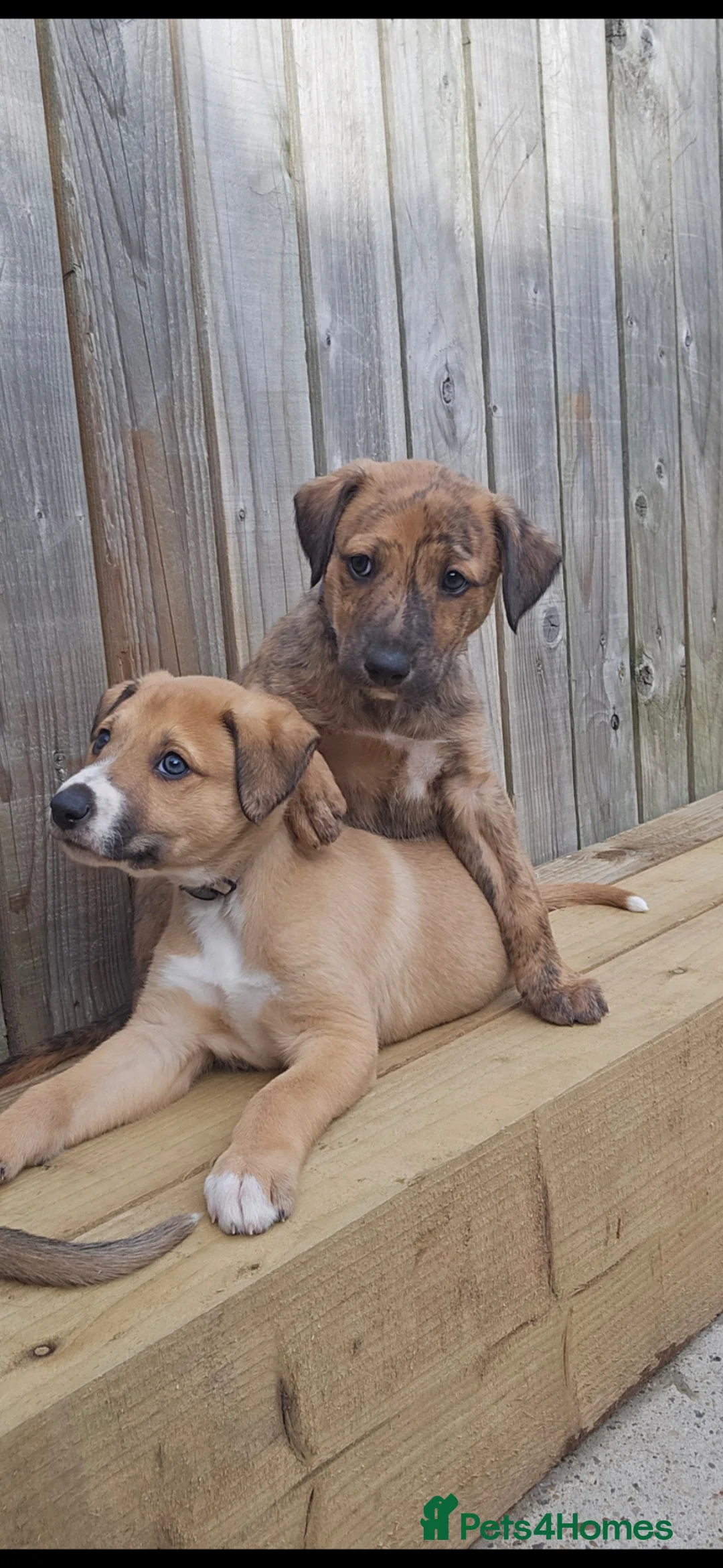 Lurcher dogs for sale: Lurcher pups  - Advert 1
