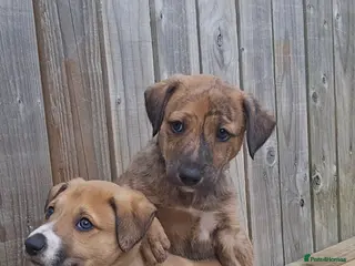 Lurcher dogs Lurcher pups - Advert 4