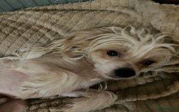 Chinese Crested dogs for sale: Chinese crested boy - Advert 2