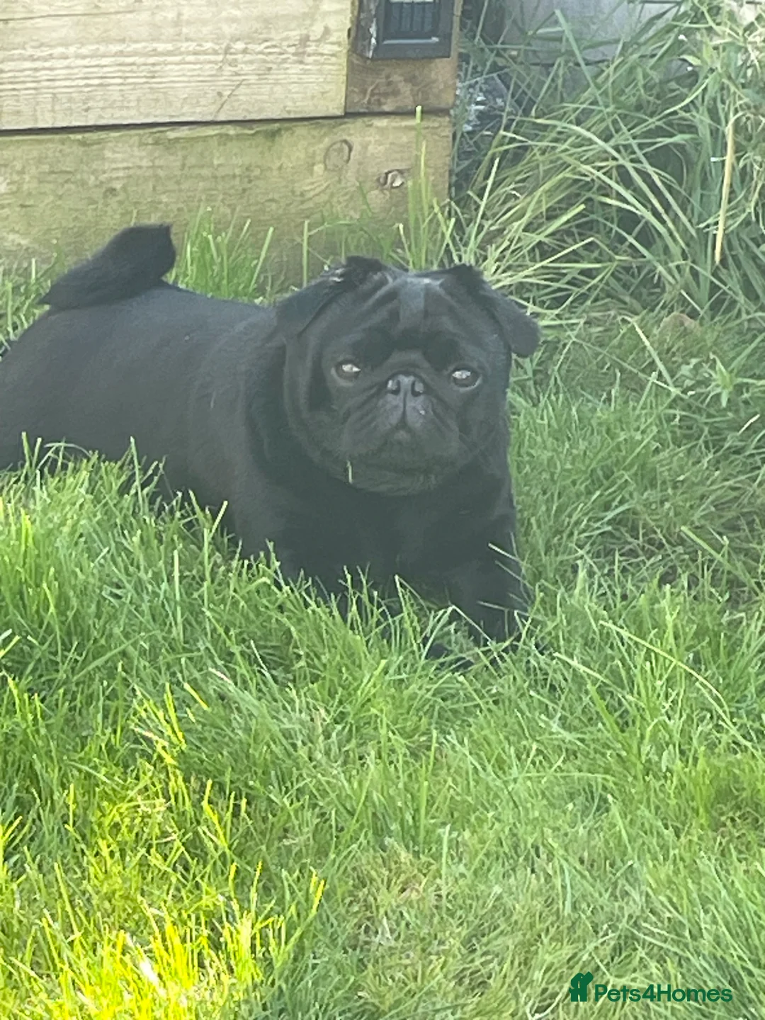 Pug dogs for stud: Health tested Boy in Tamworth - Advert 7