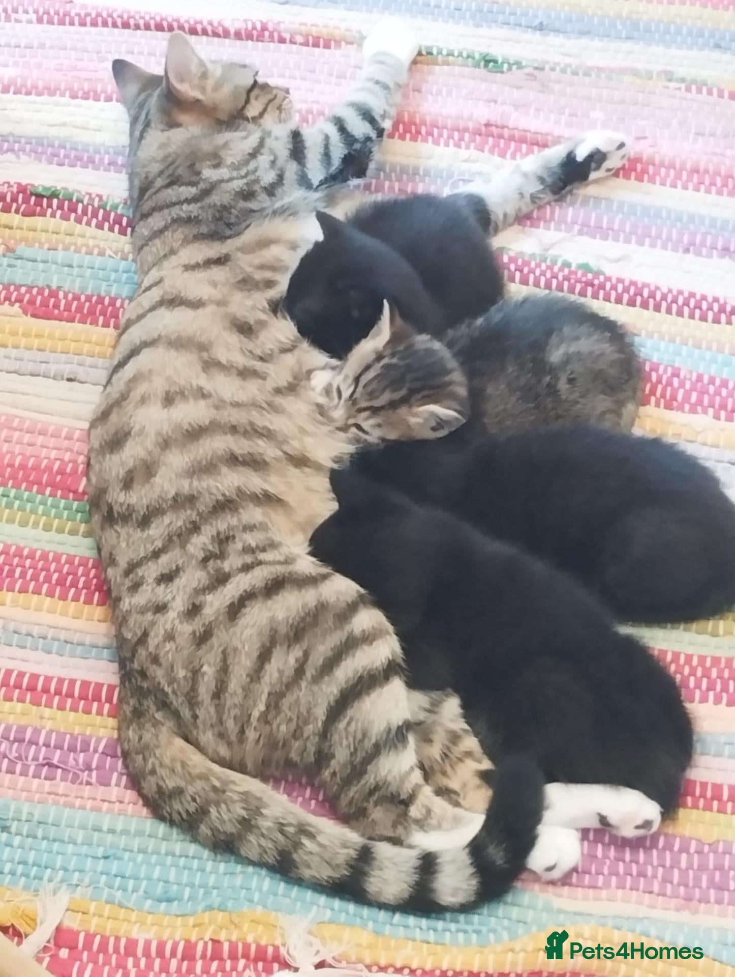 Mixed Breed cats for sale: Two black 10wk old female kittens. - Advert 1
