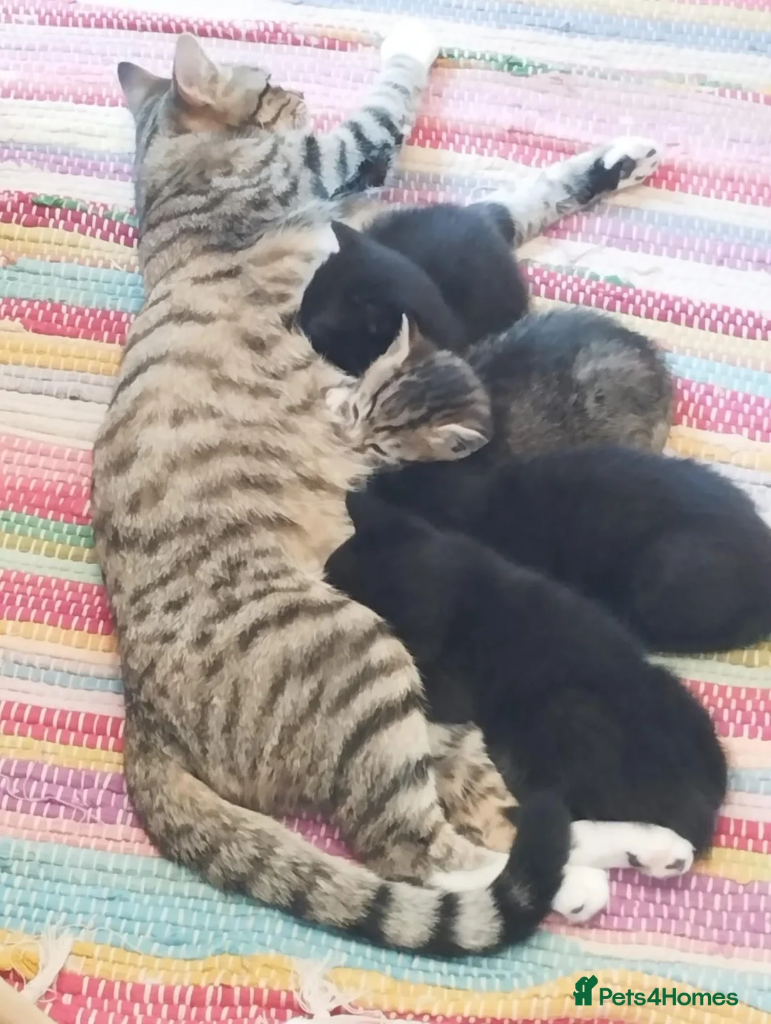 Mixed Breed cats for sale: Two black 10wk old female kittens. in Colchester - Advert 1
