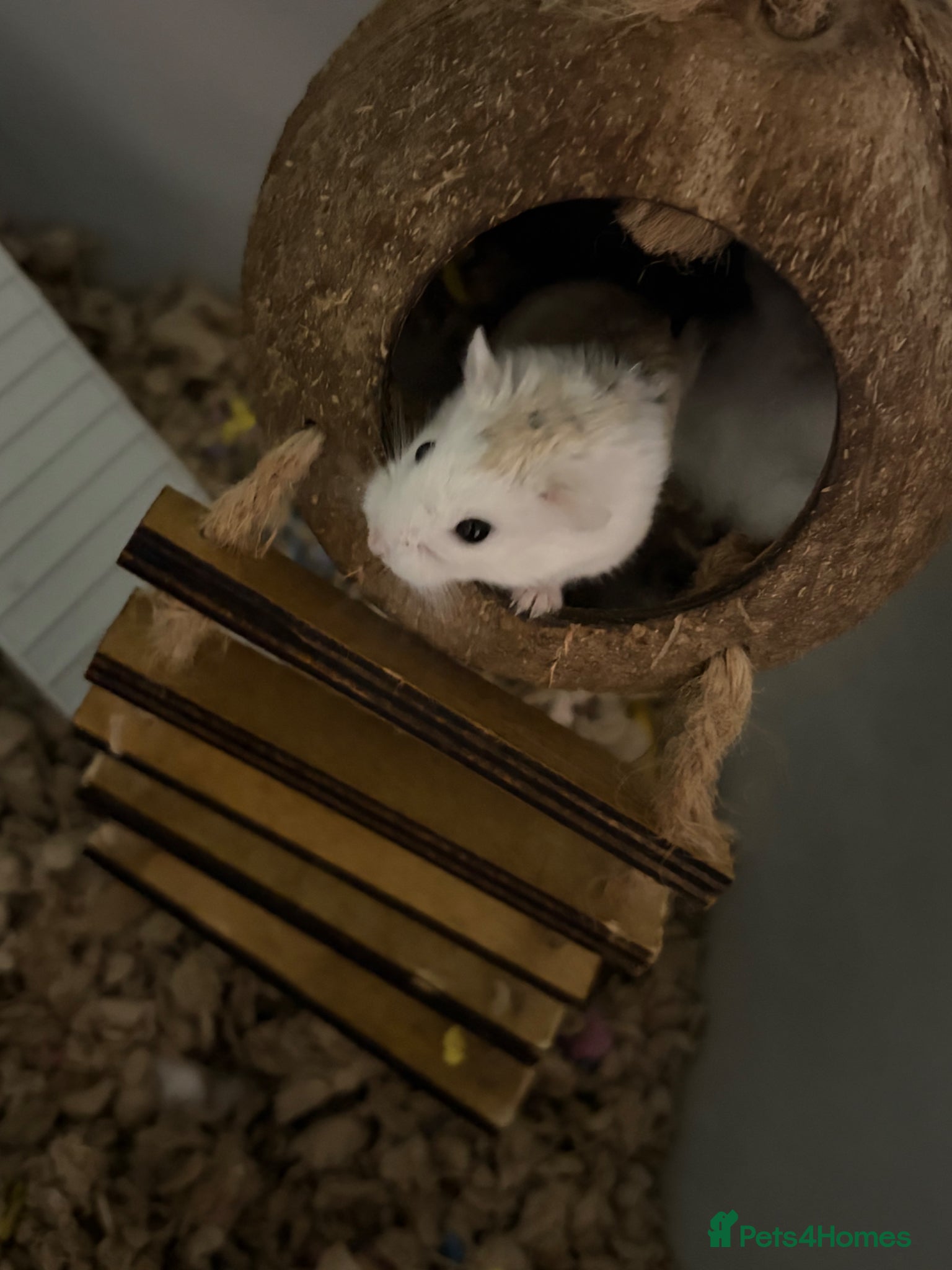 Hamster rodents Male roborovski dwarf hamster  - Advert 7