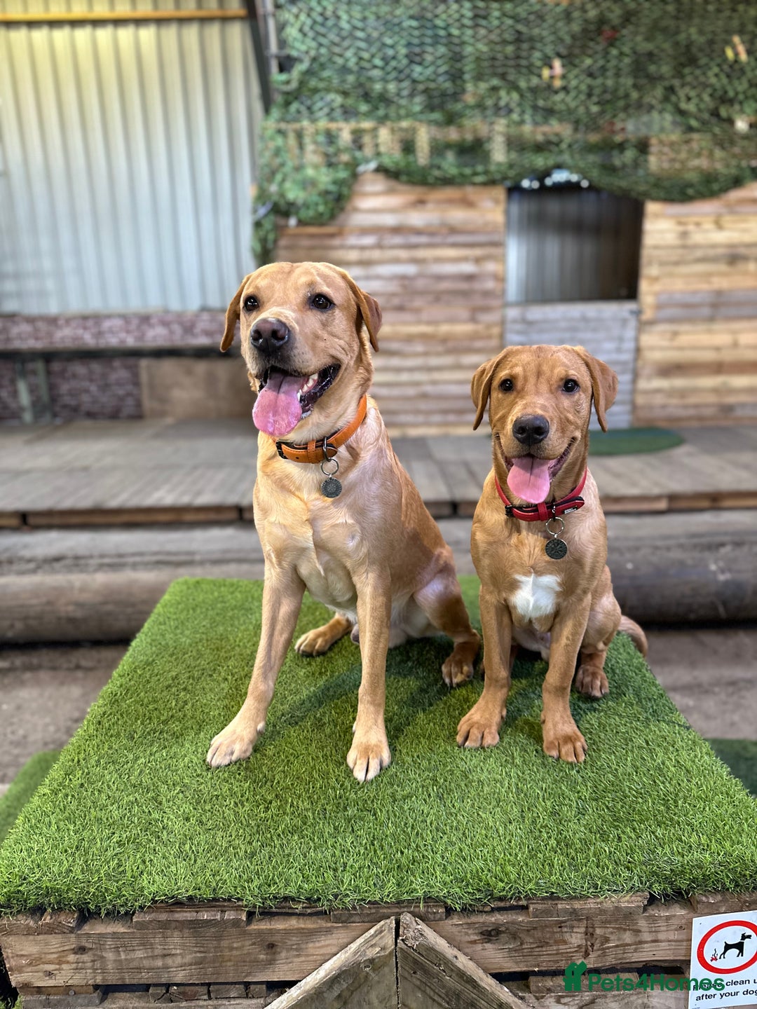 Labrador Retriever dogs for stud: KC Reg Labrador Stud - Proven and Health Tested in Sheffield - Advert 10