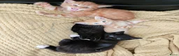 British Longhair cats for sale: Longhaired and shorthaired ginger, black, b & w - Advert 6