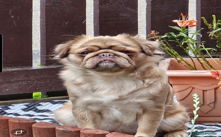 Pug dogs fluffy pug puppies  - Advert 1