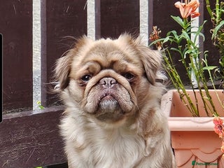 Pug dogs fluffy pug puppies - Advert 9