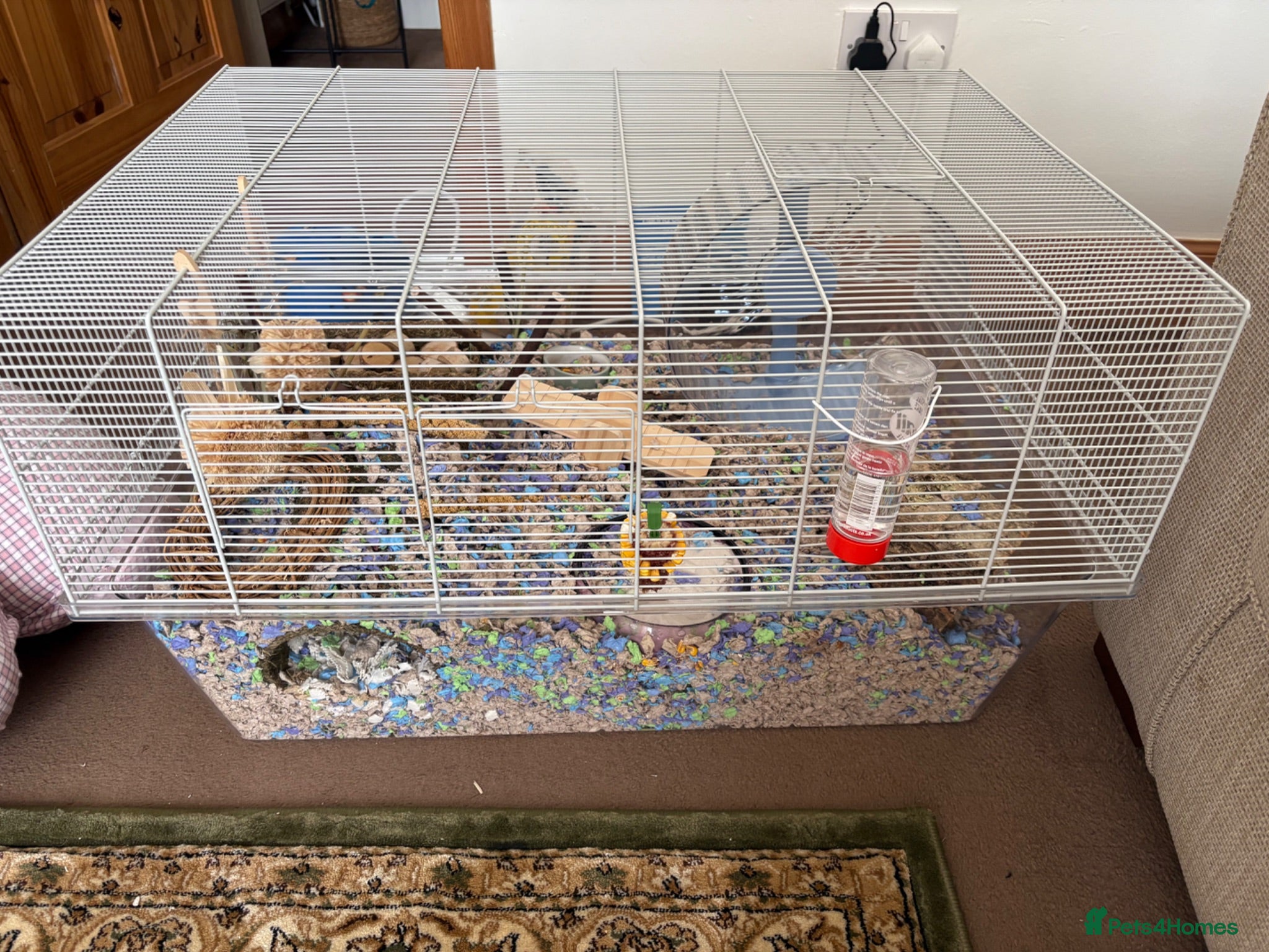 Hamster rodents Syrian hamster and cage  - Advert 1