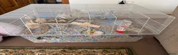 Hamster rodents for sale: Syrian hamster and cage  - Advert 1