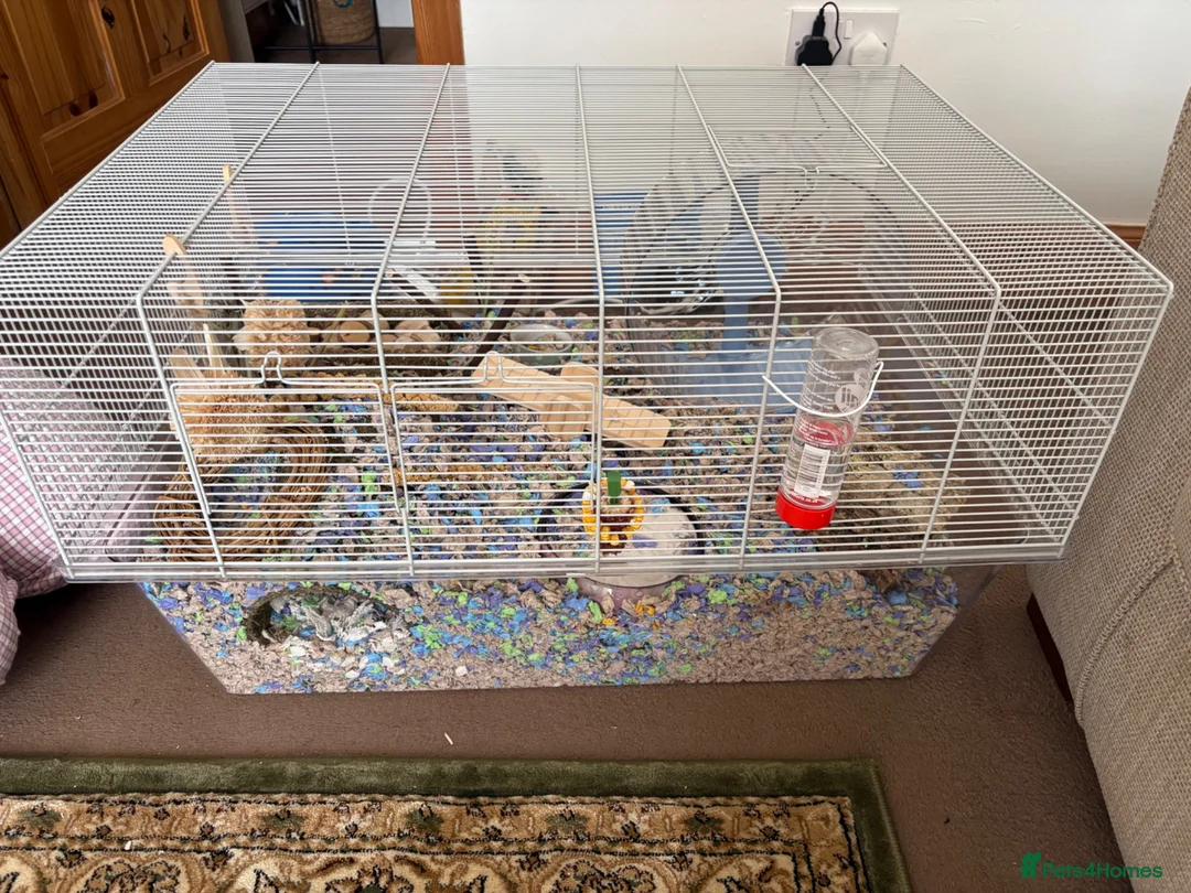 Hamster rodents for sale: Syrian hamster and cage  - Advert 1