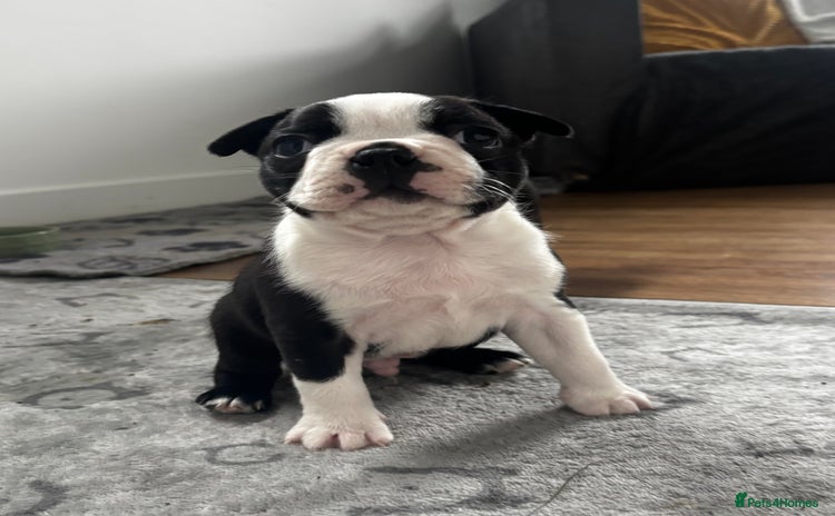 Boston Terrier dogs - Advert 2