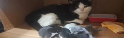 Mixed Breed cats for sale: 3 of the fluffiest, friendliest kittens for sale! - Advert 2